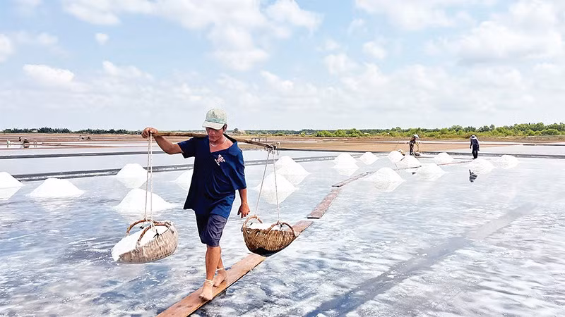 Diêm dân xã Bảo Thạnh (tỉnh Vĩnh Long) thu hoạch muối.