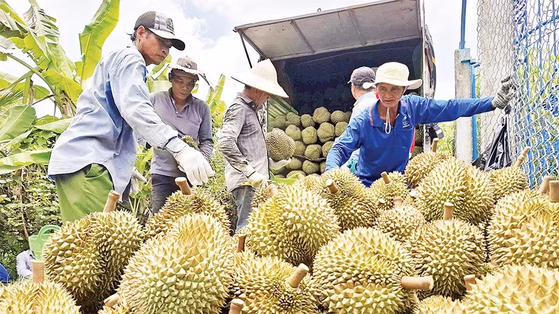 Thương lái thu mua sầu riêng của nông dân xã Mỹ Thành, tỉnh Đồng Tháp.