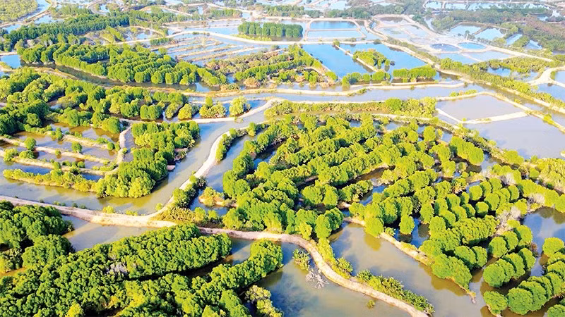 Mô hình rừng-tôm ở phường Duyên Hải, tỉnh Vĩnh Long.