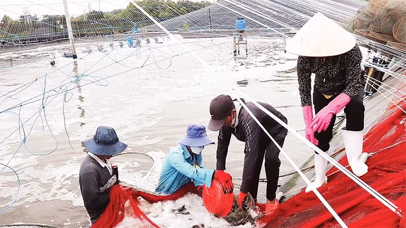 Liên kết sản xuất, thúc đẩy kinh tế tập thể