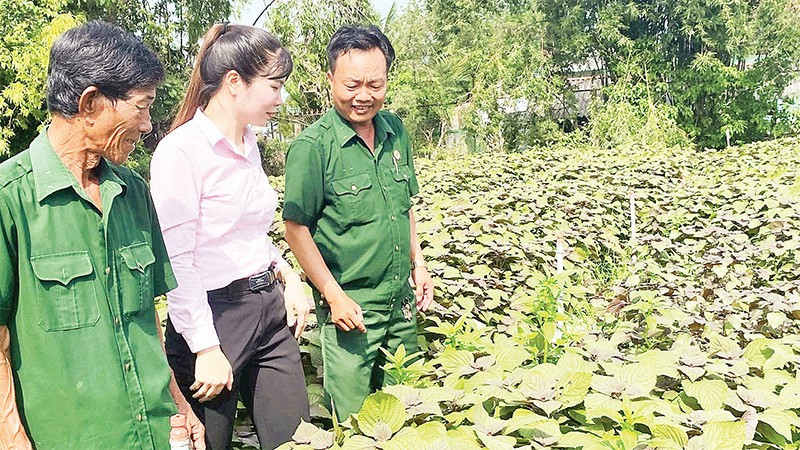 Hội Cựu chiến binh tỉnh Tây Ninh phối hợp chặt chẽ với Ngân hàng Chính sách xã hội lồng ghép vay vốn tín dụng chính sách giúp hội viên phát triển kinh tế, vươn lên làm giàu.