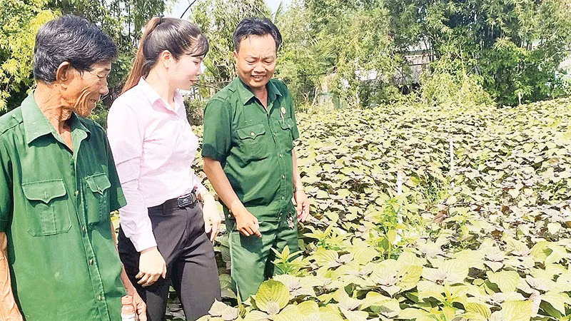 Hội Cựu chiến binh tỉnh Tây Ninh phối hợp chặt chẽ với Ngân hàng Chính sách xã hội lồng ghép vay vốn tín dụng chính sách giúp hội viên phát triển kinh tế, vươn lên làm giàu.