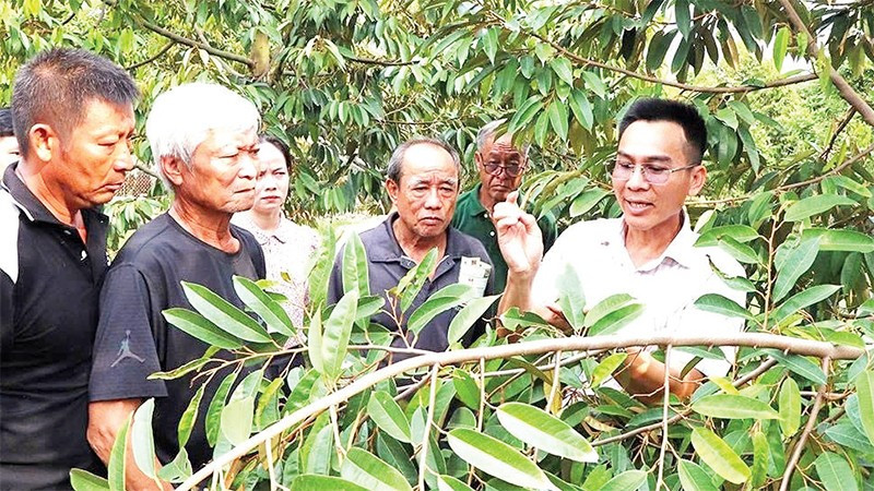 Nông dân xã Đất Đỏ tập huấn thực tế kỹ thuật trồng và chăm sóc cây sầu riêng.