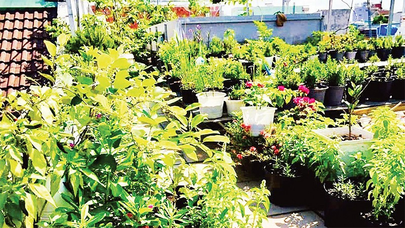 Nhiều gia đình tại Thành phố Hồ Chí Minh tận dụng khoảng không trên mái nhà để tạo ra những vườn rau.