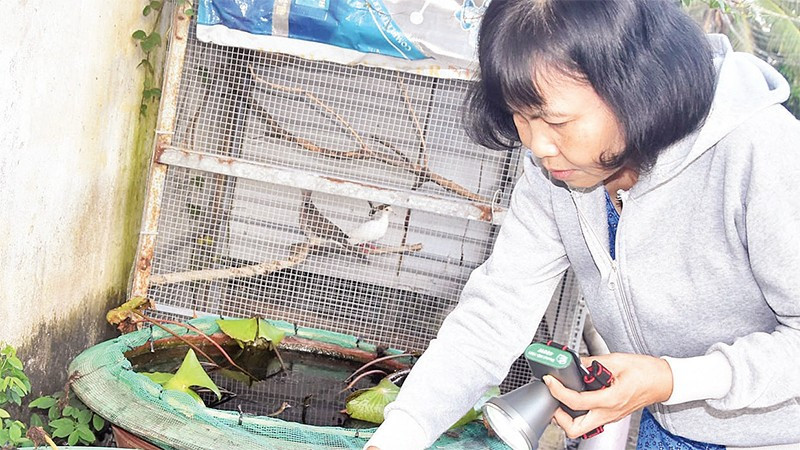 Bà Trương Thị Hường, ngụ xã Mỹ Phong, thành phố Mỹ Tho thả cá vào các chậu có nước để diệt lăng quăng, muỗi.