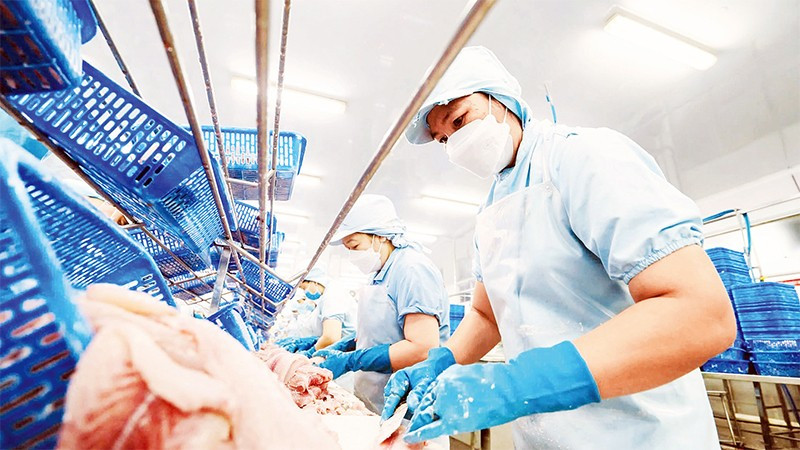 Công nhân làm việc tại một nhà máy chế biến thủy sản ở Cần Thơ.