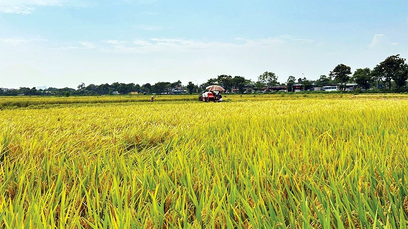 Mô hình cánh đồng mẫu lớn giúp tăng cường cơ giới hóa nông nghiệp, nâng cao hiệu quả sản xuất.