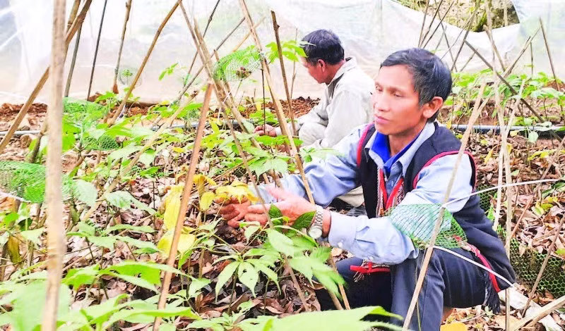 Chăm sóc cây sâm Ngọc Linh tại xã Măng Ri, tỉnh Quảng Ngãi.