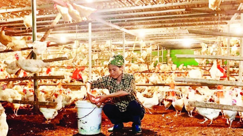 Nuôi gà đẻ trứng mang lại thu nhập cao cho nông dân xã Lương Bằng, tỉnh Hưng Yên.