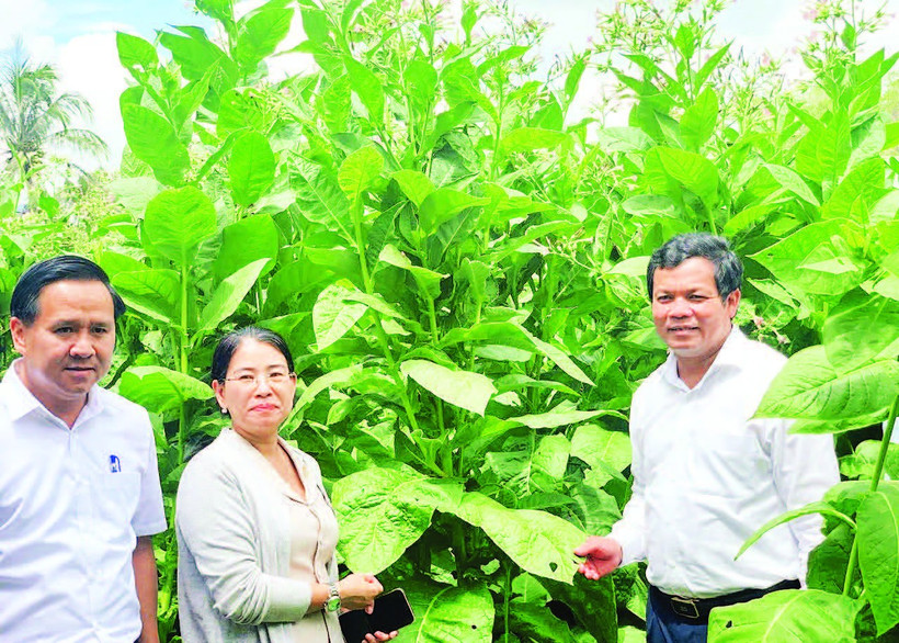 Chủ tịch Hội đồng nhân dân tỉnh Quảng Ngãi Nguyễn Đức Tuy (bên phải) kiểm tra mô hình trồng cây thuốc lá, một trong những giống cây mới ở các xã miền núi tỉnh Quảng Ngãi.