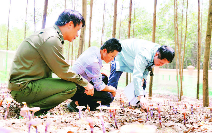 Người dân chăm sóc vườn nấm linh chi đỏ.