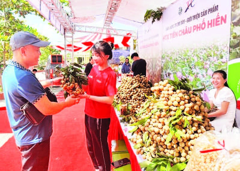 Xã Tân Hưng, tỉnh Hưng Yên tổ chức xúc tiến thương mại tiêu thụ nhãn cho nông dân.