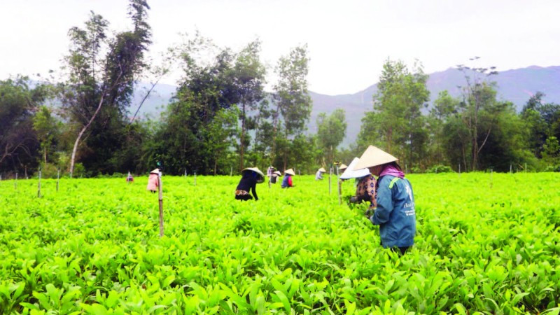 Vườn keo giống của chị Phạm Thị Vinh giúp khoảng 20 lao động địa phương thu nhập 350-400 nghìn đồng/ngày.