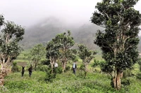 Vùng chè Shan tuyết tại xã Đồng Phúc, tỉnh Thái Nguyên. (Ảnh: TUẤN SƠN).