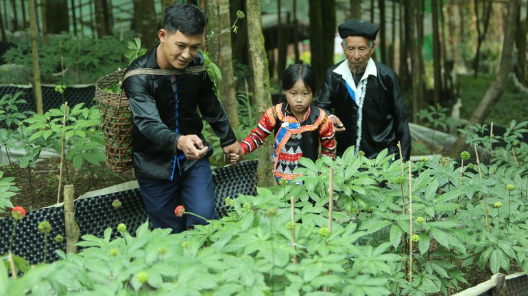 ຮູບແບບການພັດທະນາໂສມຢູ່ສວນໂສມຂອງກຸ່ມປໍ, ຕາແສງປ່າອູ. 3185-2157.jpg