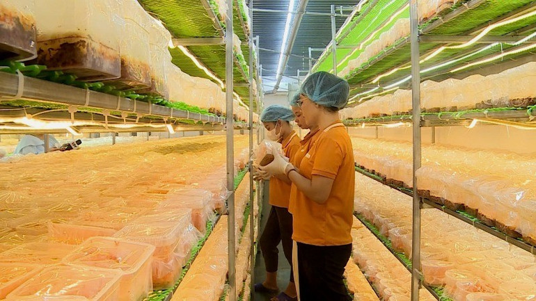 ទីក្រុង Lai Chau មានសហករណ៍ជាច្រើនផលិត cordyceps ។ z6657143553459-9949b397413f1a2ce6eac216dd09c948-8256.jpg