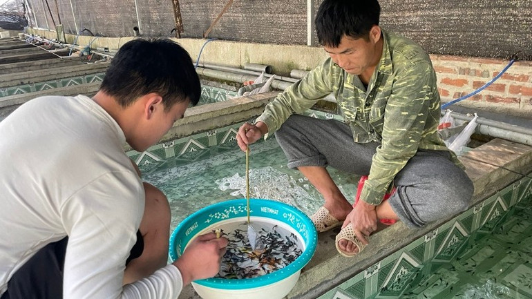Các cơ sở cung cấp cá giống cũng bị “nghẽn” đầu ra z6919752205588-7e9686a1f9374c2d78aae7b9cbba719d-3349.jpg