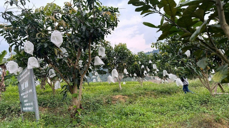 Mô hình cây ăn quả xoài, dứa phát huy hiệu quả mang lại thu nhập ổn định cho bà con nhân dân xã Lê Lợi. 4-9437.jpg