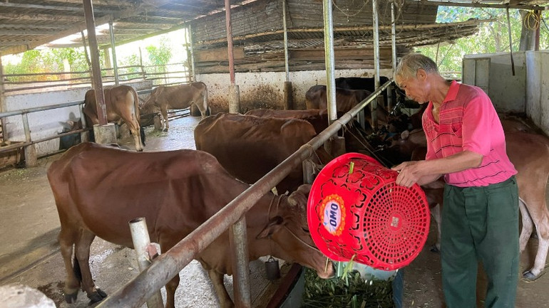 Mô hình nuôi bò tập trung giúp gia đình ông Phạm Văn Tuấn ở bản Nà Tăm 1 vươn lên làm giàu. Mô hình nuôi bò tập trung giúp gia đình ông Phạm Văn Tuấn ở bản Nà Tăm 1 vươn lên làm giàu.