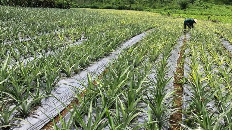 Mô hình trồng dứa mở ra hy vọng mới cho người dân xã Nậm Tăm. z7075683419168-ca88bbcdbb52e1940597e6dc0ed0d3f7-7125.jpg