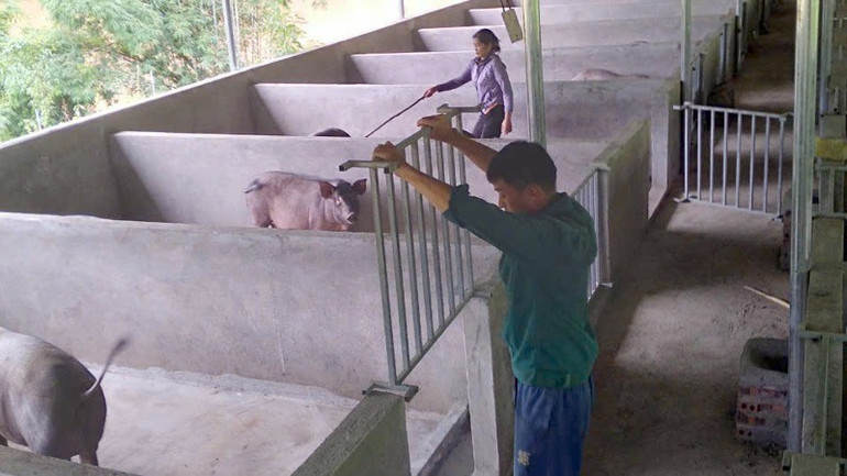 Mô hình nuôi lợn bản địa tập trung được triển khai hiệu quả ở xã Lê Lợi huyện Nậm Nhùn. 3-3776.jpg