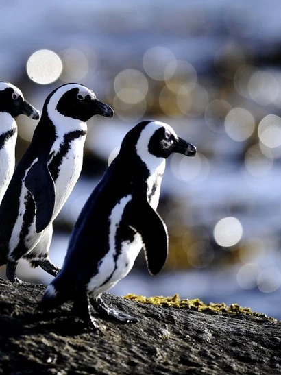 [Video] Chim cánh cụt Nam Phi có nguy cơ tuyệt chủng vì cúm gia cầm