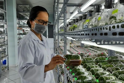 Phòng nuôi cấy mô cây giống Khu Nông nghiệp công nghệ cao Thành phố Hồ Chí Minh.