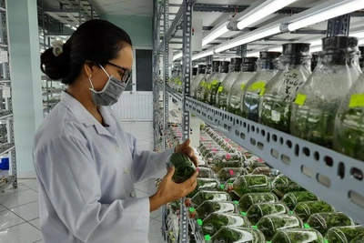 Phòng nhân giống in vitro hoa lan tại Khu Nông nghiệp công nghệ cao Thành phố Hồ Chí Minh.