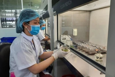 Nhân giống hoa lan bằng phương pháp nuôi cấy mô tế bào tại Khu Nông nghiệp công nghệ cao Thành phố Hồ Chí Minh. (Ảnh: CAO TÂN)