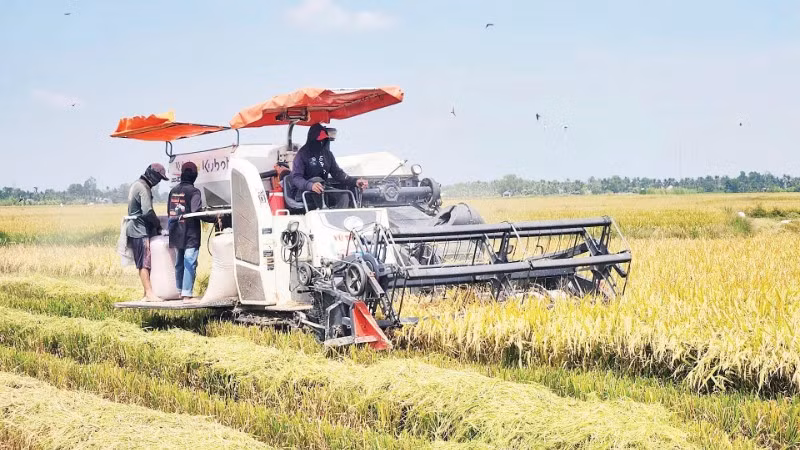 Nông dân An Giang thu hoạch lúa vụ đông xuân 2025-2026.
