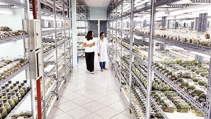 Phòng nhân giống hoa lan bằng phương thức inverter, Khu nông nghiệp công nghệ cao Thành phố Hồ Chí Minh.