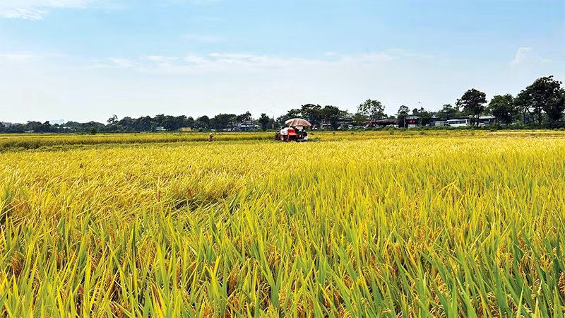 Mô hình cánh đồng mẫu lớn giúp tăng cường cơ giới hóa nông nghiệp, nâng cao hiệu quả sản xuất.
