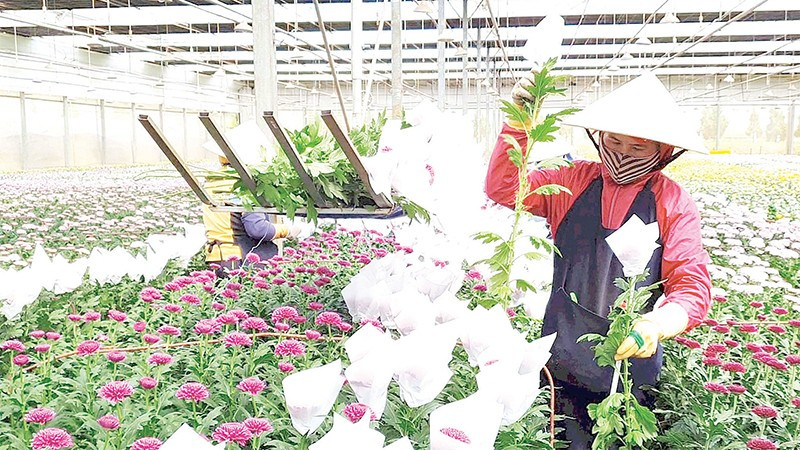 Sản xuất hoa công nghệ cao xuất khẩu tại Lâm Đồng. a18.jpg