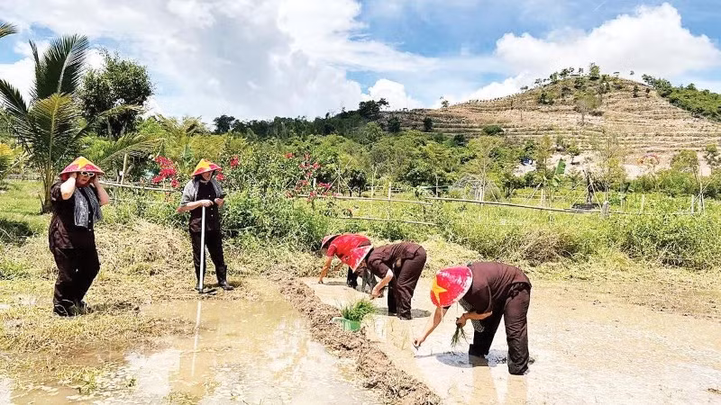 Du khách trải nghiệm cấy lúa tại Hợp tác xã Du lịch nông nghiệp Nông Trại Vui, xã Diên Lâm.