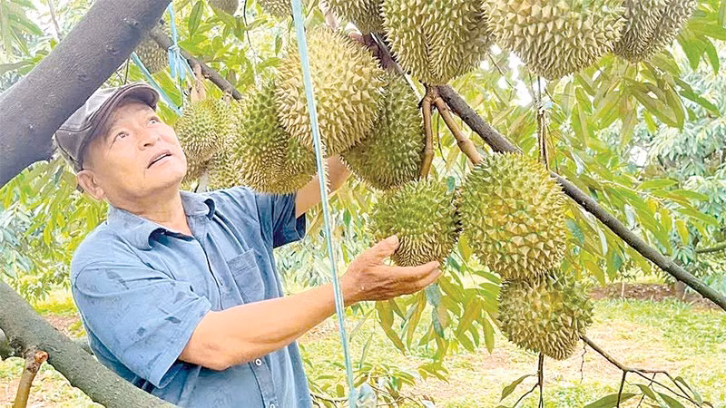 Năng suất sầu riêng vườn mô hình cao hơn vườn đối chứng khoảng 10%, lợi nhuận cao hơn khoảng 300 triệu đồng/ha.