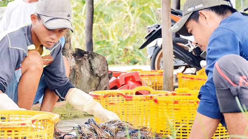 Mô hình sản xuất lúa-tôm ở Phước Long (Bạc Liêu) đem lại hiệu quả kinh tế cao.
