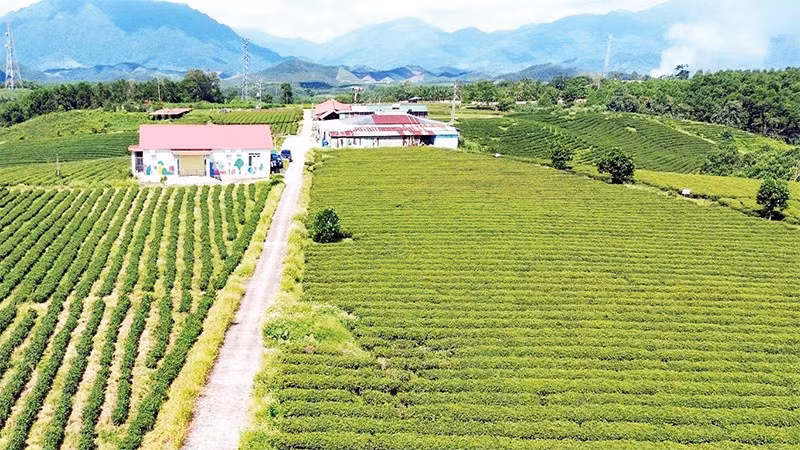 Vùng trồng chè của Công ty TNHH Thuấn Quỳnh ở xã Đường Hoa, tỉnh Quảng Ninh.