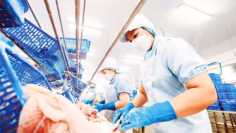 Công nhân làm việc tại một nhà máy chế biến thủy sản ở Cần Thơ.