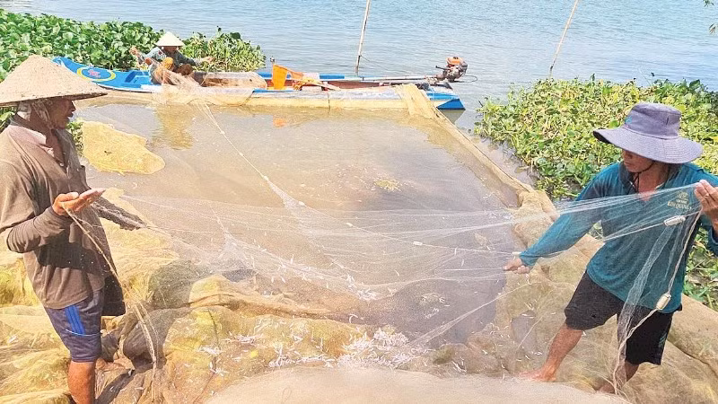 Ngư dân Vàm Nao thu hoạch cá cơm nước ngọt.