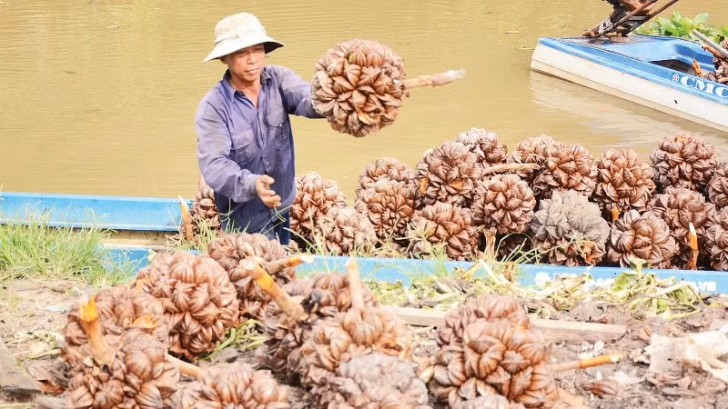 Việc thu mua trái dừa nước, mang lại thu nhập ổn định cho anh Trần Văn Hiếu.