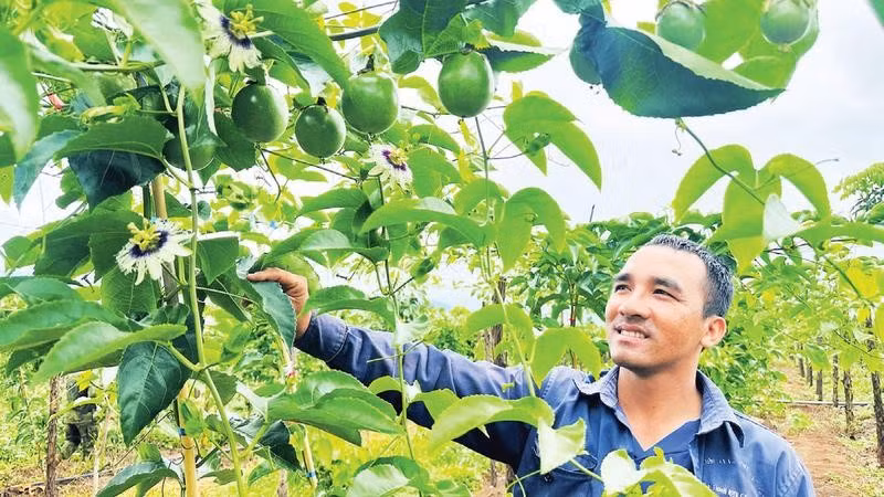 Anh Nguyễn Văn Thành hợp tác với doanh nghiệp cao su phát triển vườn chanh dây cùng nhiều loại cây ăn trái.