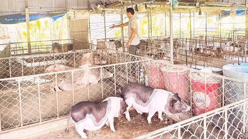 Cơ quan chức năng khuyến cáo người chăn nuôi cần áp dụng các biện pháp chăn nuôi an toàn sinh học.