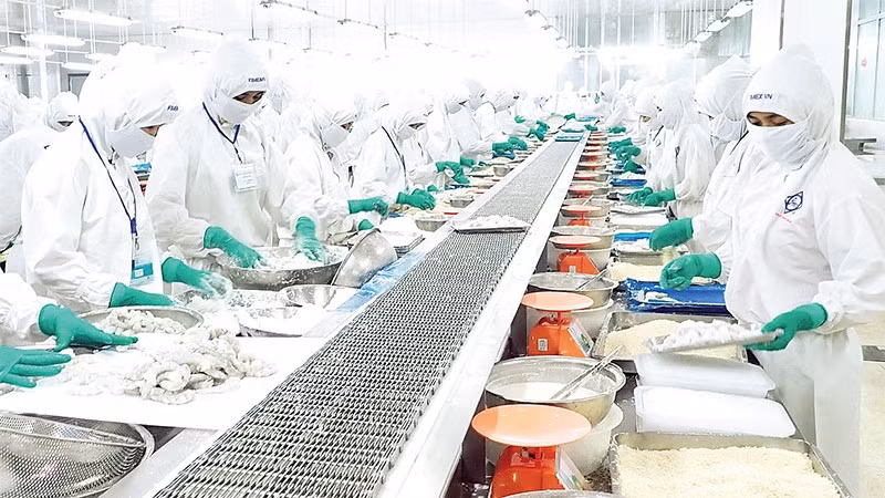 Chế biến tôm xuất khẩu ở Công ty cổ phần Thực phẩm Sao Ta (phường Sóc Trăng, thành phố Cần Thơ).