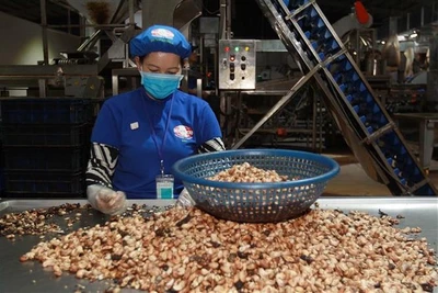 Sơ chế hạt điều. (Ảnh: Thanh Vũ/TTXVN)