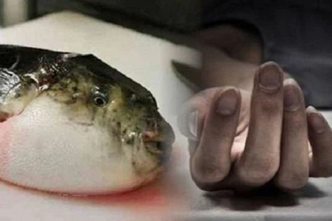 Nguyên nhân gây ngộ độc cá nóc chính là do độc chất tetrodotoxin ở trong cá nóc, tập trung ở trứng, ruột và tinh hoàn cá. (Ảnh minh họa)