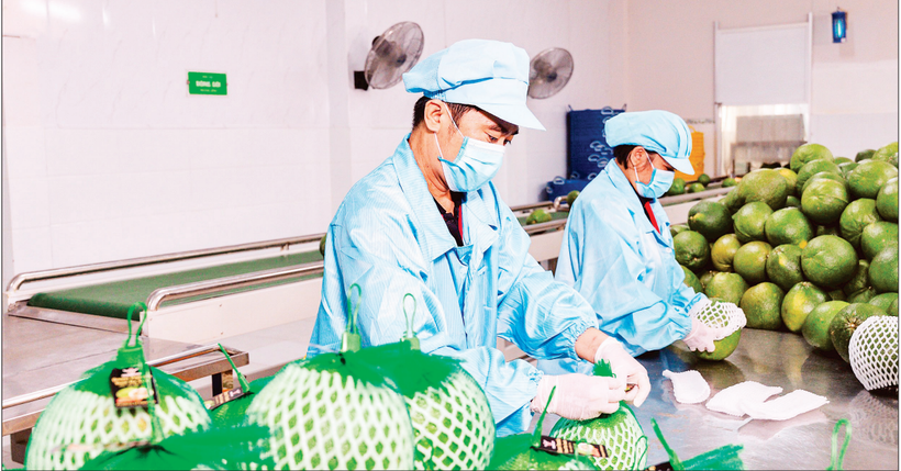 Đóng gói trái cây xuất khẩu tại Công ty Vina T&T Group. (Ảnh MINH ANH)