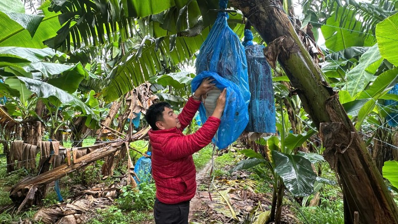 Quy trình canh tác chuối chuyên nghiệp, bài bản tại Công ty An Thịnh Khang-Farm (Gia Lai).