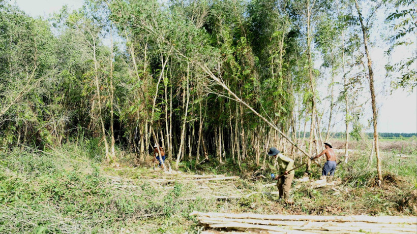Khai thác nguyên liệu gỗ tại Công ty Trách nhiệm hữu hạn một thành viên lâm nghiệp U Minh Hạ, Cà Mau. (Ảnh: VŨ VĂN)