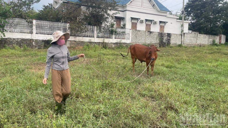 Chị Nguyễn Thị Hà (46 tuổi, hộ cận nghèo, thôn Bình Nghĩa) vừa làm thuê quán nước, vừa chăm bò.