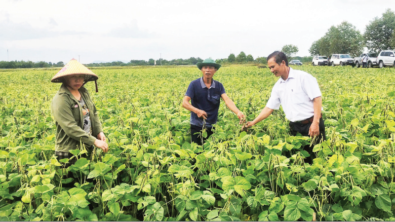 Trung tâm Khuyến nông quốc gia hỗ trợ nông dân xã Đức Minh, tỉnh Hà Tĩnh trồng cây đậu xanh.